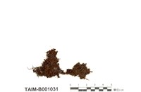 藏品(缺齒簑苔)的圖片